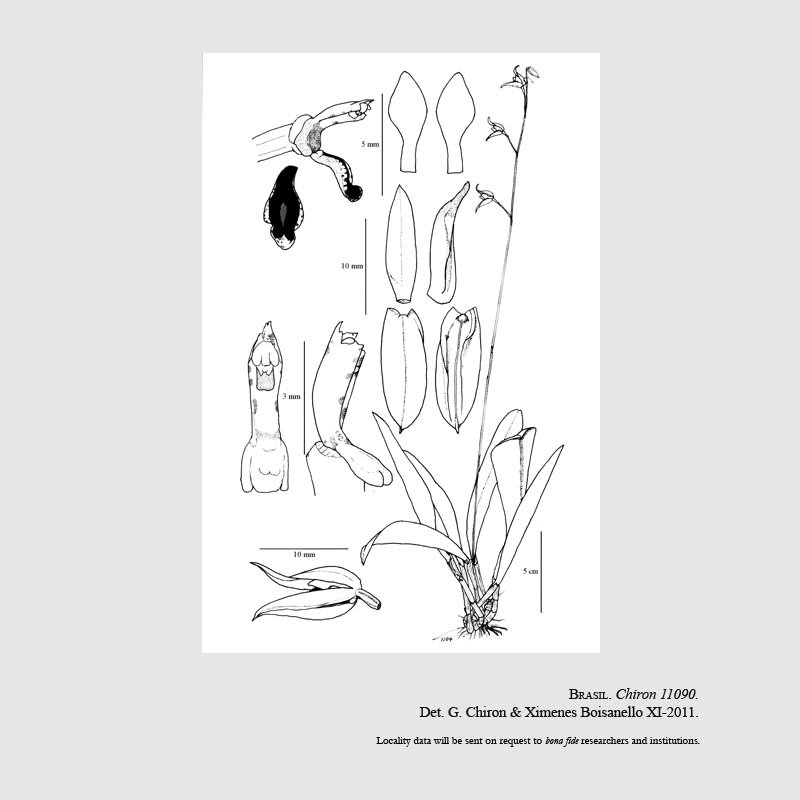 Pabstiella teschiana